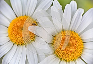white yellow daisies
