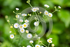 White and Yellow Daisies in the Grass