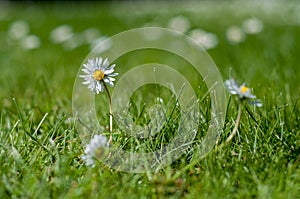 White and yellow daisies in the grass - close up - low depth of