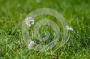 White and yellow daisies in the grass - close up - low depth of