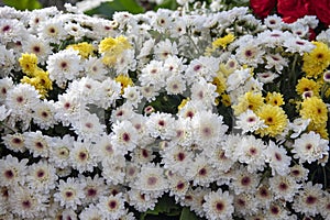 White yellow daisy closeup. Spring floral texture photo. Simple flowers in green leaf. Romantic banner template