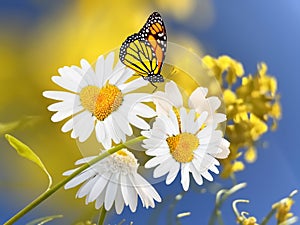 White yellow daisy flowers butterflies front blue sky floral summer nature background