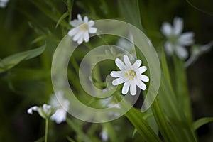 White yellow daisy flowers in fresh green grass White wild flowers the park, garden