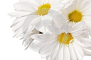 White and yellow daisy isolated