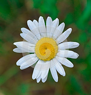 White and yellow daisy macro shot