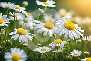 White and yellow daisy wild flower field on natural blurred background, selective focus.