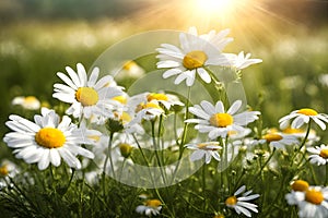 White and yellow daisy wild flower field on natural blurred background, selective focus.