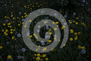 white and yellow dandelions among the grass