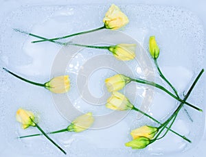 White yellow Eustoma lisianthus tiny tender rose flower buds floating in a white bath foam water. A background for spa ads,