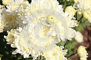 White and yellow flower closeup photo