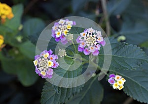 White and yellow flower cluster of a Lantana plant