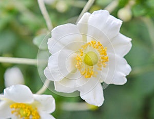 White and yellow flower in a park, macro