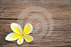 White yellow flower plumeria