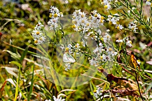 White, yellow flower, possibly Aster, with a butterfly hanging