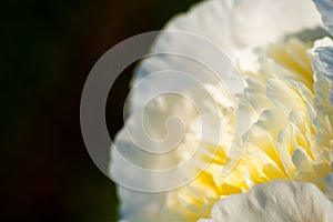 White - Yellow flower on right, copy space on left isolated