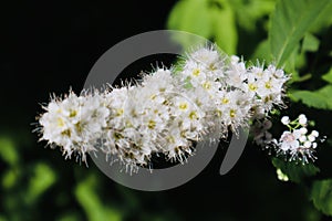 White and yellow flower during summer.