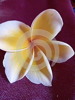 WHITE AND YELLOW FLOWER TROPIS