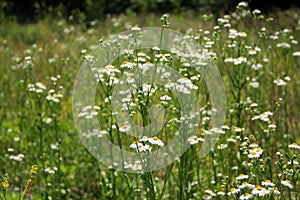 White and yellow flowers