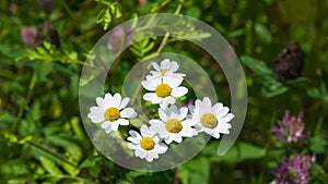 White and yellow flowers of ferevfew Pyrethrum or Tanacetum corymbosum close-up with bokeh background, selective focus