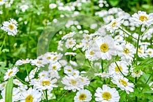 White and yellow flowers of Feverfew Pyrethrum or Tanacetum Corymbosum