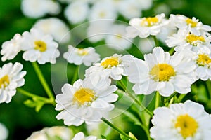 White and yellow flowers of Feverfew Pyrethrum or Tanacetum Corymbosum