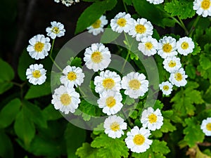 White and yellow flowers of feverfew Pyrethrum or Tanacetum corymbosum close-up with bokeh background, selective focus