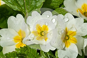 White-yellow flowers of a plant called Primula after morning rain, macro