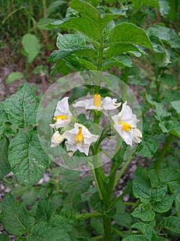 White and yellow flowers of a potatoe plant