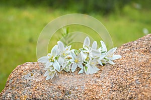 Flowers on rock