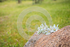 Flowers on rock