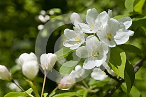 White yellow flowers and white rose flower buds of bloomy apple tree with fresh spring green leaves. White apple or pear tree flow