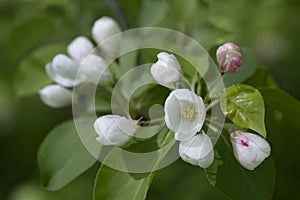 White yellow flowers, white rose flower buds of bloomy apple tree with fresh spring green leaves. White apple or pear tree flowers