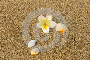 A white yellow Frangipani flower Plumeria and a shell lying on the blurred sand