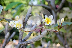 White and yellow frangipani flowers