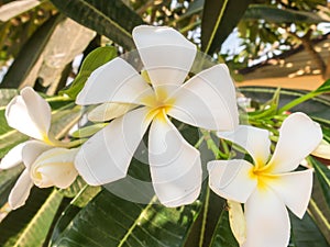 White and Yellow Frangipani Flowers with Leaves in the Shadow