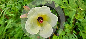 white yellow green natura flower photo