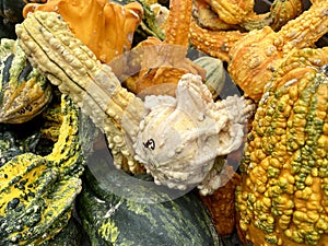 White, yellow and green warty pumpkins and gourds