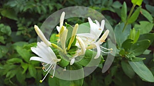 White and Yellow Honeysuckles