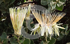 White yellow large tropical Protea sugarbush flower blossoms against green leaves photo