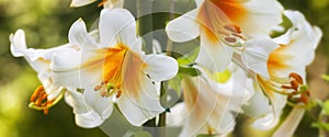 White and Yellow Lilies