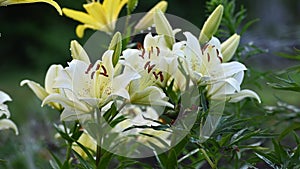 White and yellow lily flowers watering
