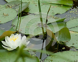 White and Yellow Lily photo