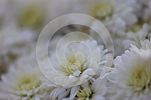 White and yellow little mum flower macro background