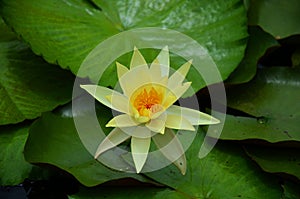 White yellow lotus flower or lilly blossom and Nymphaeaceae flora in water pond at garden outdoor Prasat Hin Phanom Rung Stone