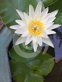 White and yellow lotus flower in pond