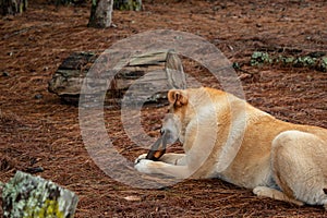 White and Yellow mixed breed dog bitting and playing with a wooden pice