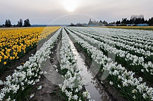 White and yellow narcissus / daffodil flowers on a muddy flower field at the Skagit Valley Tulip Festival, La Conner, USA