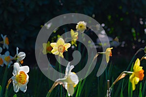 White yellow Narcissus field close up, spring season blooming.