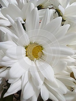 White yellow natural flower in cold ligth ambient