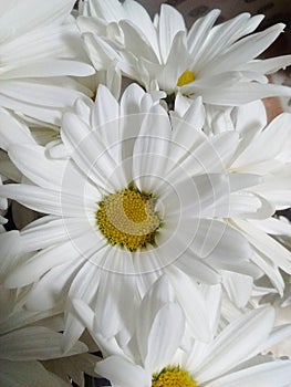 White yellow natural flower in cold ligth ambient